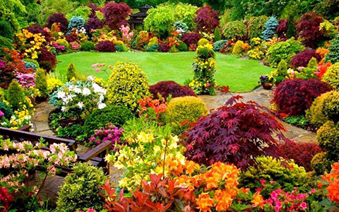 园林彩叶植物概述